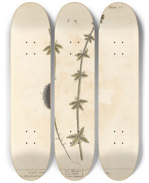 Triptych art skateboard deck of Elizabeth Blackwell Crosswort by Elizabeth Blackwell (1707-1758)