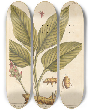 Triptych art skateboard deck of Elizabeth Blackwell Turmerick by Elizabeth Blackwell (1707-1758)