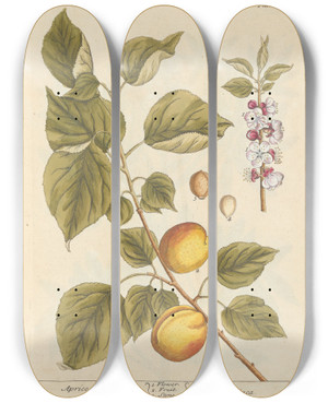 Triptych art skateboard deck of Elizabeth Blackwell Apricock by Elizabeth Blackwell (1707-1758)