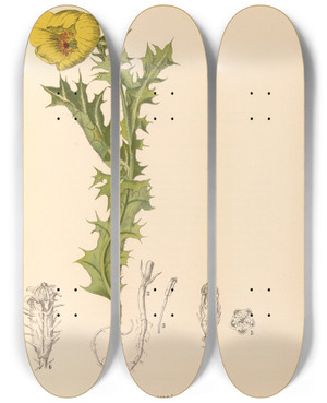 Triptych art skateboard deck of Charles Frederick Millspaugh Medicinal Plants Pl113 by Charles Frederick Millspaugh (1854-1923)
