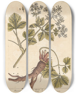 Triptych art skateboard deck of Elizabeth Blackwell Alexanders by Elizabeth Blackwell (1707-1758)