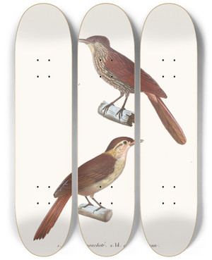Triptych art skateboard deck of Coenraad Jacob Temminck Anabate Mouchete by Coenraad Jacob Temminck (1778-1858)