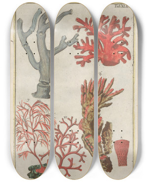 Triptych art skateboard deck of Filippo Buonanni Rerum Naturalium Historia Nempe Quadrupedum Pl42 by Filippo Buonanni (1638-1723)