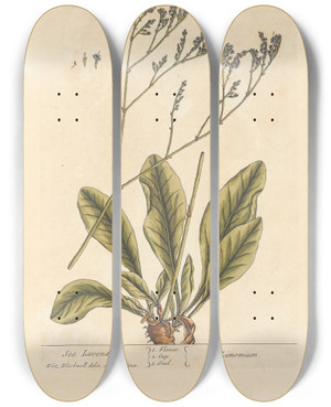 Triptych art skateboard deck of Elizabeth Blackwell Sea Lavender by Elizabeth Blackwell (1707-1758)