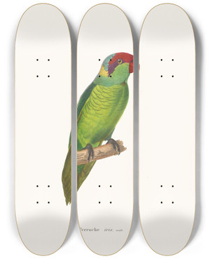 Triptych art skateboard deck of Coenraad Jacob Temminck Perruche Iris by Coenraad Jacob Temminck (1778-1858)