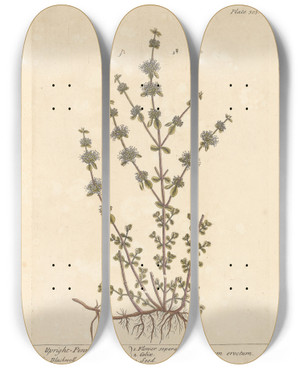 Triptych art skateboard deck of Elizabeth Blackwell Upright Penny Royal by Elizabeth Blackwell (1707-1758)