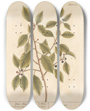 Triptych art skateboard deck of Elizabeth Blackwell Black Alder by Elizabeth Blackwell (1707-1758)