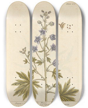 Triptych art skateboard deck of Elizabeth Blackwell Staves Acre by Elizabeth Blackwell (1707-1758)