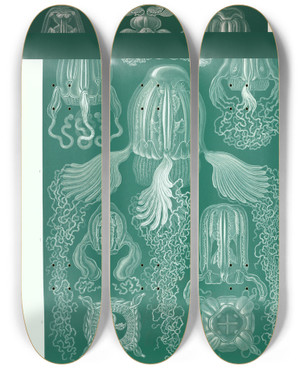 Triptych art skateboard deck of Ernst Haeckel Cubomedusae Wrfelquallen by Ernst Haeckel (1834-1919)