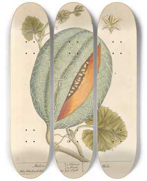 Triptych art skateboard deck of Elizabeth Blackwell Melon by Elizabeth Blackwell (1707-1758)