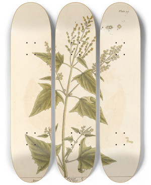 Triptych art skateboard deck of Elizabeth Blackwell Arrach by Elizabeth Blackwell (1707-1758)