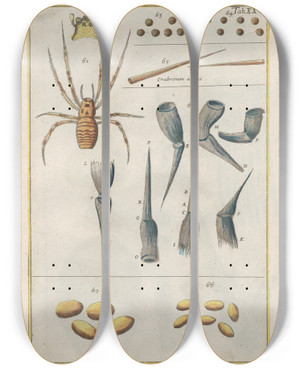 Triptych art skateboard deck of Filippo Buonanni Rerum Naturalium Historia Nempe Quadrupedum Pl26 by Filippo Buonanni (1638-1723)