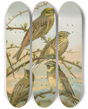 Triptych art skateboard deck of Johann Friedrich Naumann Emberiza Citrinella Emberiza Cirlus by Johann Friedrich Naumann (1780-1857)
