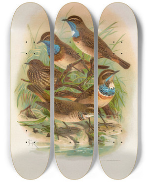 Triptych art skateboard deck of Johann Friedrich Naumann Erithacus Cyaneculus by Johann Friedrich Naumann (1780-1857)
