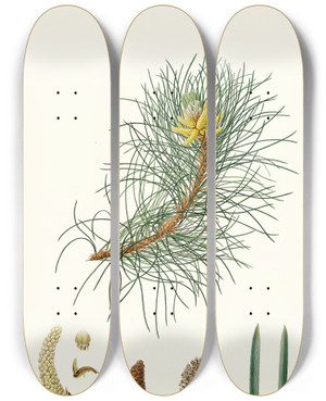 Triptych art skateboard deck of Aylmer Bourke Lambert Pinus Laricio Corsican Pine by Aylmer Bourke Lambert (1761-1842)
