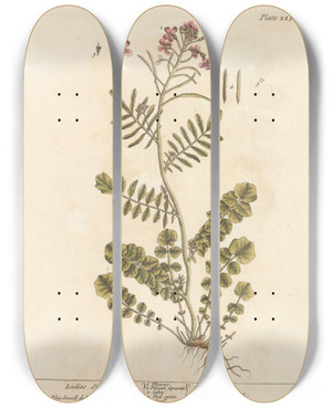 Triptych art skateboard deck of Elizabeth Blackwell Ladies Smock by Elizabeth Blackwell (1707-1758)