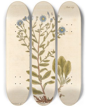 Triptych art skateboard deck of Elizabeth Blackwell Starwort Or Aster Attic by Elizabeth Blackwell (1707-1758)