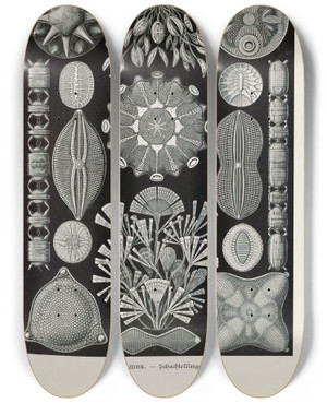 Triptych art skateboard deck of Ernst Haeckel Diatomea Schachtellinge_1 by Ernst Haeckel (1834-1919)