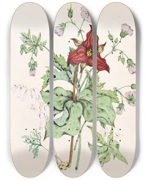Triptych art skateboard deck of Agnes Fitzgibbon Squirrel Corn Purple Trillium Wild Cranes Bill Star Flower Chickweed by Agnes Fitzgibbon (1833-1913)