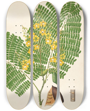 Triptych art skateboard deck of William Roxburgh Plants Of The Coast Of Coromandel Pl016 by William Roxburgh (1751-1815)