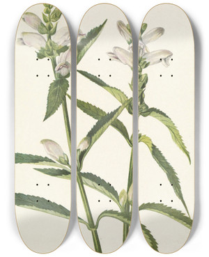 Triptych art skateboard deck of Mary Vaux Walcott Turtlehead Chelone Glabra by Mary Vaux Walcott (1860-1940)