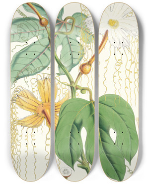 Triptych art skateboard deck of Walter Hood Fitch Hodgsonia Heteroclita Hook Fil Et Thoms Female Plant by Walter Hood Fitch (1817-1892)