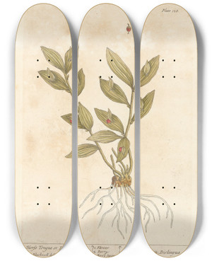 Triptych art skateboard deck of Elizabeth Blackwell Horse Tongue Or Double Tongue by Elizabeth Blackwell (1707-1758)