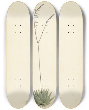 Triptych art skateboard deck of Laurens Vincentsz Van Der Vinne Bloeiende Alo by Laurens Vincentsz. van der Vinne (1658-1729)