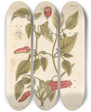 Triptych art skateboard deck of Elizabeth Blackwell Guinea Pepper by Elizabeth Blackwell (1707-1758)
