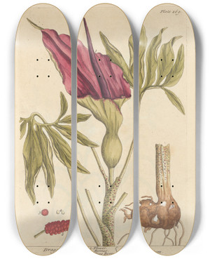 Triptych art skateboard deck of Elizabeth Blackwell Dragons by Elizabeth Blackwell (1707-1758)