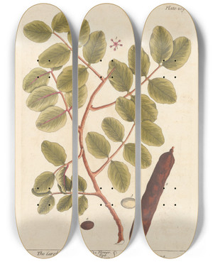 Triptych art skateboard deck of Elizabeth Blackwell The Carob Tree by Elizabeth Blackwell (1707-1758)
