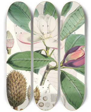 Triptych art skateboard deck of Walter Hood Fitch Talauma Hodgsoni Hf Et T by Walter Hood Fitch (1817-1892)