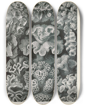 Triptych art skateboard deck of Ernst Haeckel Hexacoralla Sechsstrahlige Sternkorallen_1 by Ernst Haeckel (1834-1919)