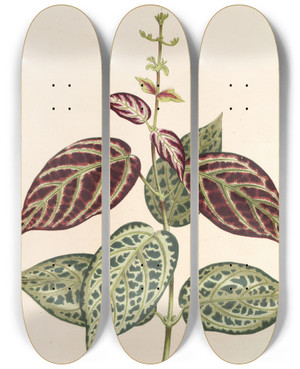 Triptych art skateboard deck of Charles Antoine Lemaire Bignonia Argyreoviolascens by Charles Antoine Lemaire (1800-1871)