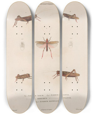 Triptych art skateboard deck of Jean Gabriel Pretre Insectes Recueillis En Afrique Et En Amrique Pl46 by Jean Gabriel Pretre (1768-1849)