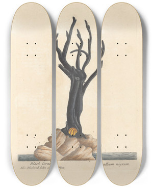 Triptych art skateboard deck of Elizabeth Blackwell Black Coral by Elizabeth Blackwell (1707-1758)