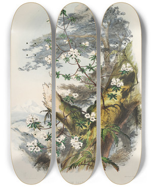 Triptych art skateboard deck of Walter Hood Fitch The Rhododendrons Of Sikkimhimalaya Pl01 by Walter Hood Fitch (1817-1892)