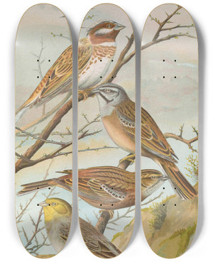Triptych art skateboard deck of Johann Friedrich Naumann Emberiza Leucocephala Gmel Emberiza Cia Emberiza Cinerea Strickl by Johann Friedrich Naumann (1780-1857)