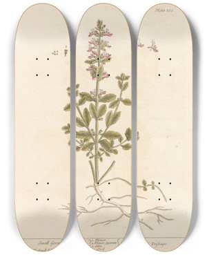 Triptych art skateboard deck of Elizabeth Blackwell Small Germander by Elizabeth Blackwell (1707-1758)
