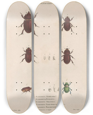 Triptych art skateboard deck of Jean Gabriel Pretre Insectes Recueillis En Afrique Et En Amrique Pl22 by Jean Gabriel Pretre (1768-1849)