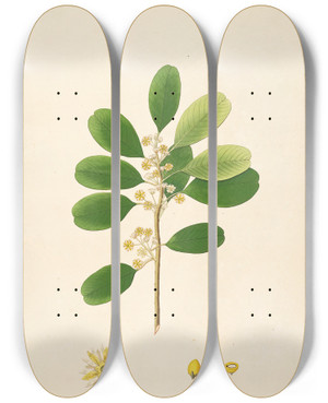 Triptych art skateboard deck of William Roxburgh Plants Of The Coast Of Coromandel Pl015 by William Roxburgh (1751-1815)