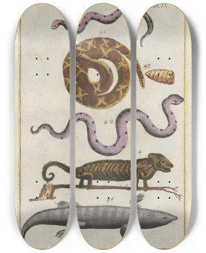 Triptych art skateboard deck of Filippo Buonanni Rerum Naturalium Historia Nempe Quadrupedum Pl09 by Filippo Buonanni (1638-1723)