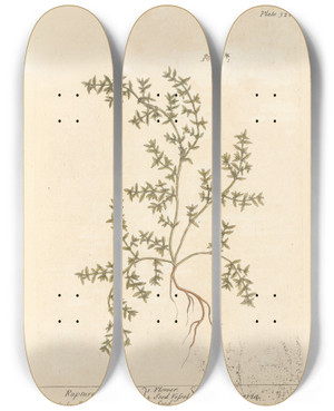 Triptych art skateboard deck of Elizabeth Blackwell Rupture Wort by Elizabeth Blackwell (1707-1758)
