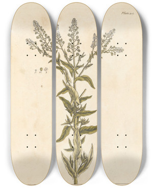 Triptych art skateboard deck of Elizabeth Blackwell Mithridate Mustard by Elizabeth Blackwell (1707-1758)