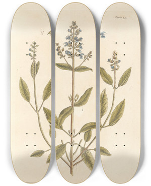 Triptych art skateboard deck of Elizabeth Blackwell Sage Of Vertue by Elizabeth Blackwell (1707-1758)
