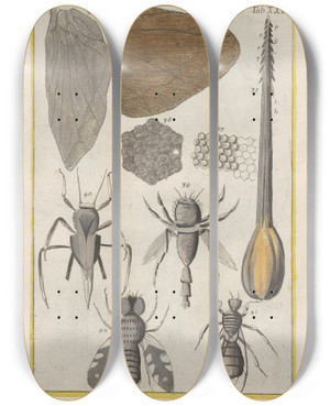 Triptych art skateboard deck of Filippo Buonanni Rerum Naturalium Historia Nempe Quadrupedum Pl24 by Filippo Buonanni (1638-1723)