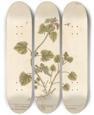 Triptych art skateboard deck of Elizabeth Blackwell Red Archangel by Elizabeth Blackwell (1707-1758)