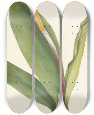 Triptych art skateboard deck of Mary Vaux Walcott Goldenclub Orontium Aquaticum by Mary Vaux Walcott (1860-1940)