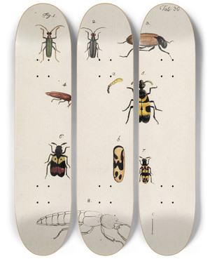 Triptych art skateboard deck of Johann Caspar Fuessli Archives De Lhistoire Des Insectes Pl32 by Johann Caspar Fuessli (1743-1786)