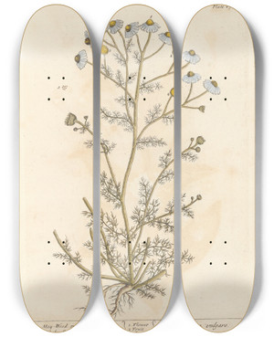 Triptych art skateboard deck of Elizabeth Blackwell Mayweed Or Faetid Camomile by Elizabeth Blackwell (1707-1758)